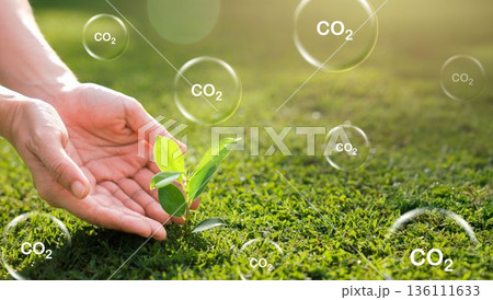 Hand holding with tree for co2, ESG and net zero. energy saving concept. save our planet, world environment day, world earth day. sustainable development and green business. 136111633