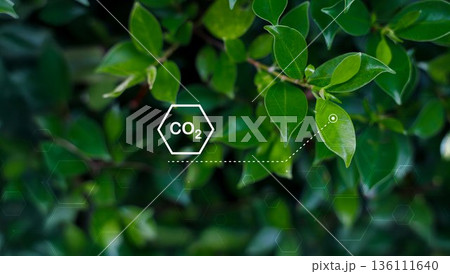 Tree for co2, ESG and net zero. energy saving concept. save our planet, world environment day, world earth day. sustainable development and green business. Tree for co2, ESG and net zero. energy saving concept. save our planet, world environment day, world earth day. sustainable development and green business. 136111640