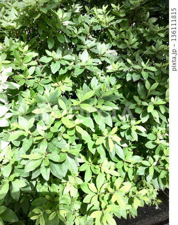 元気に咲いてた葉っぱ 元気に咲いてた葉っぱ 136111815