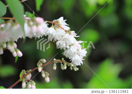 満開の更紗空木（サラサウツギ）　 136111981