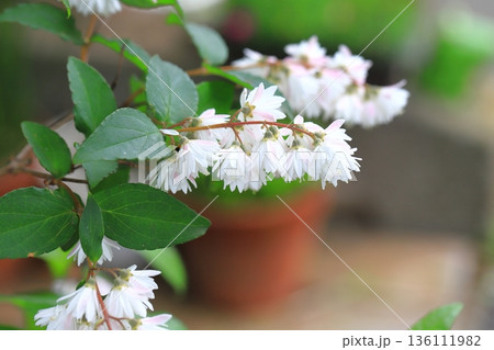 満開の更紗空木（サラサウツギ）　 136111982