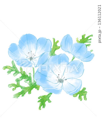 咲き誇る青いネモフィラの花の手描きの水彩イラスト 136112021