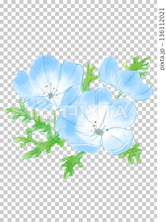 咲き誇る青いネモフィラの花の手描きの水彩イラスト 136112021