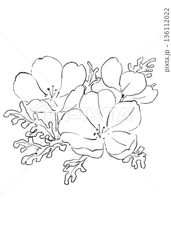 咲き誇る青いネモフィラの花の手描きの線画イラスト 136112022