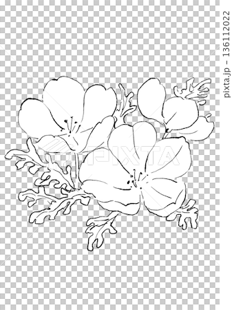 咲き誇る青いネモフィラの花の手描きの線画イラスト 136112022