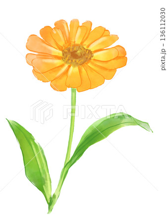 咲き誇るキンセンカの花の手描きの水彩イラスト 136112030