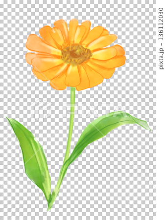 咲き誇るキンセンカの花の手描きの水彩イラスト 136112030