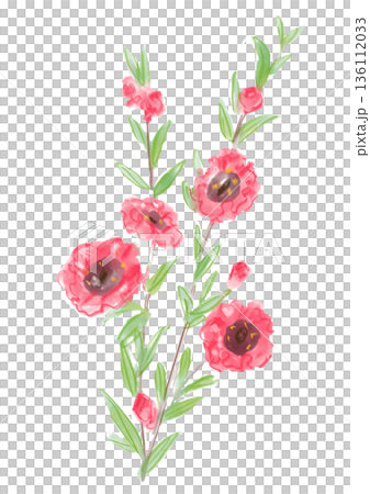 Hand-painted watercolor illustration of blooming Leptospermum sieboldii flowers Hand-painted watercolor illustration of blooming Leptospermum sieboldii flowers 136112033