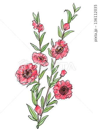 咲き誇るギョリュウバイの花の手描きの線画と水彩イラスト 咲き誇るギョリュウバイの花の手描きの線画と水彩イラスト 136112035