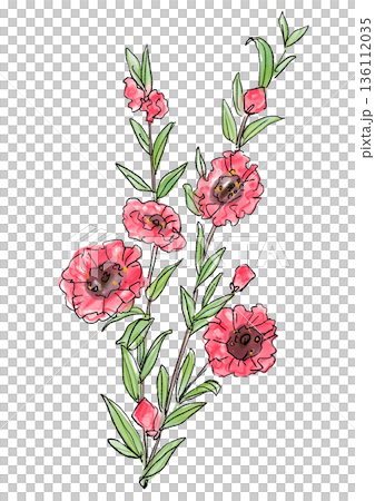 咲き誇るギョリュウバイの花の手描きの線画と水彩イラスト 咲き誇るギョリュウバイの花の手描きの線画と水彩イラスト 136112035