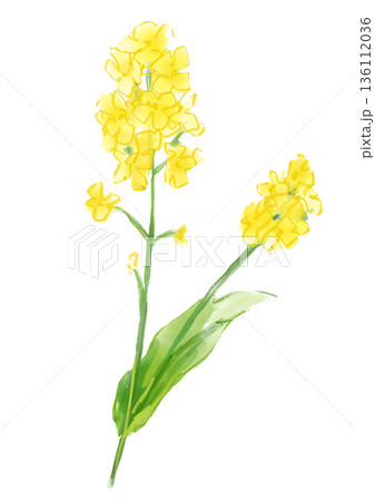 咲き誇るアブラナの花の手描きの水彩イラスト 136112036