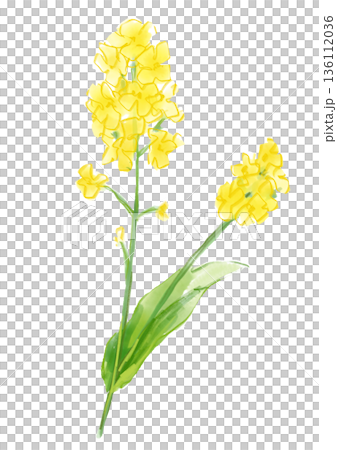 咲き誇るアブラナの花の手描きの水彩イラスト 136112036