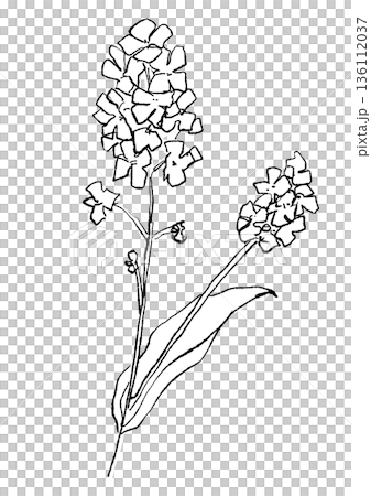 咲き誇るアブラナの花の手描きの線画イラスト 136112037
