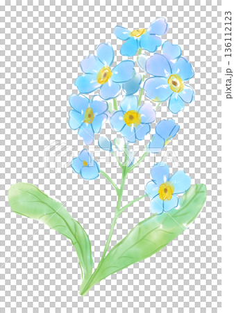 溫柔的手繪水彩插畫，描繪了盛開的勿忘我花。 136112123