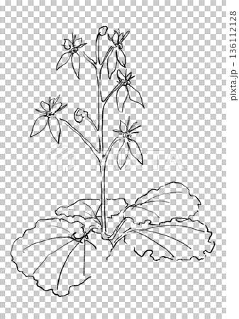 手繪線條藝術插圖,描繪了盛開的虎耳草花。 手繪線條藝術插圖,描繪了盛開的虎耳草花。 136112128