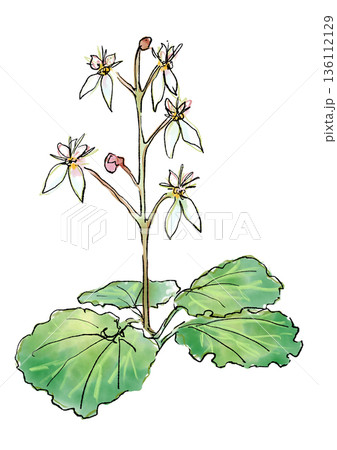 咲き誇るユキノシタの花の手描きの線画と水彩イラスト 咲き誇るユキノシタの花の手描きの線画と水彩イラスト 136112129