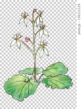 咲き誇るユキノシタの花の手描きの線画と水彩イラスト 咲き誇るユキノシタの花の手描きの線画と水彩イラスト 136112129