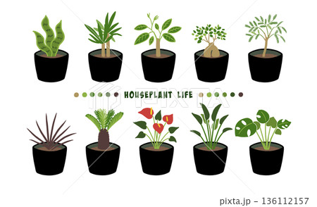観葉植物の透過素材 観葉植物の透過素材 136112157