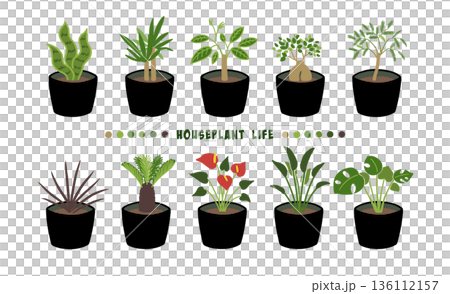 観葉植物の透過素材 観葉植物の透過素材 136112157