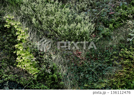 植物の壁にクローズアップした背景素材用写真 植物の壁にクローズアップした背景素材用写真 136112476