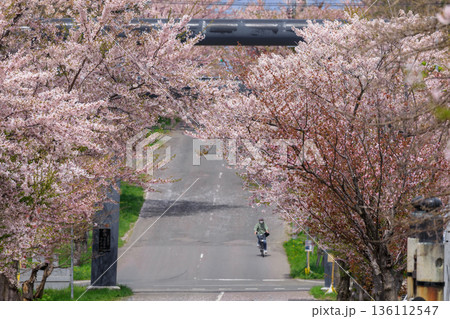 北海道岩内町、岩内神社参道の桜【5月】 北海道岩内町、岩内神社参道の桜【5月】 136112547