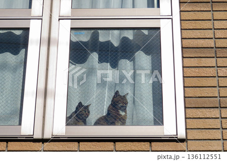 窓際で日向ぼっこする猫 136112551