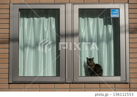 窓際で日向ぼっこする猫 136112553