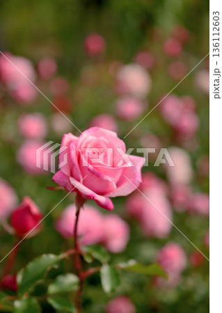 バラ園に咲くピンクの薔薇 バラ園に咲くピンクの薔薇 136112603