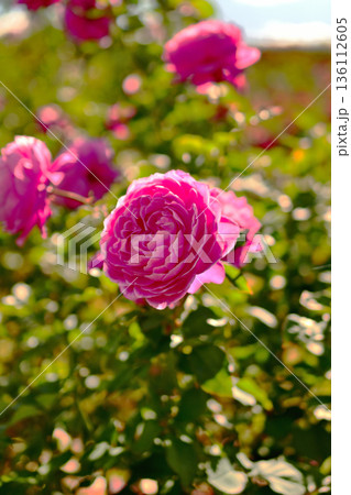 バラ園に咲くピンクの薔薇 136112605