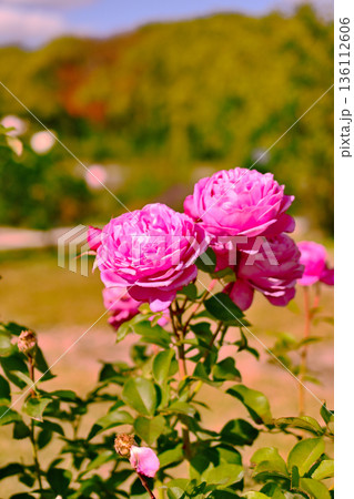バラ園に咲くピンクの薔薇 136112606