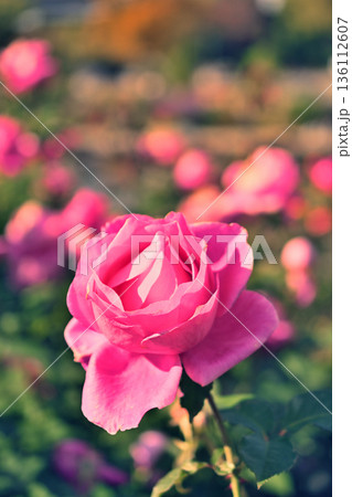 バラ園に咲くピンクの薔薇 バラ園に咲くピンクの薔薇 136112607