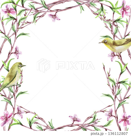 A square frame with blooming peach branches, young leaf shoots, and birds. Isolated watercolor illustration of a spring theme for tableware, invitations, product packaging, and interior design. 136112807
