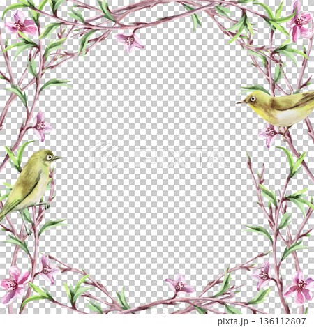 A square frame with blooming peach branches, young leaf shoots, and birds. Isolated watercolor illustration of a spring theme for tableware, invitations, product packaging, and interior design. 136112807