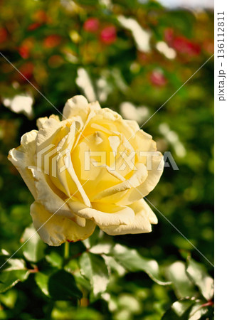 バラ園に咲くアイボリーの薔薇 136112811