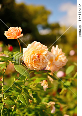 バラ園に咲くアイボリーの薔薇 136112812