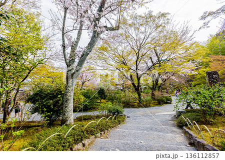 京都府天龍寺 桜のある風景 136112857