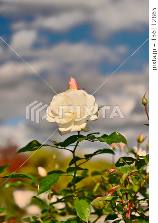バラ園に咲く白い薔薇 バラ園に咲く白い薔薇 136112865