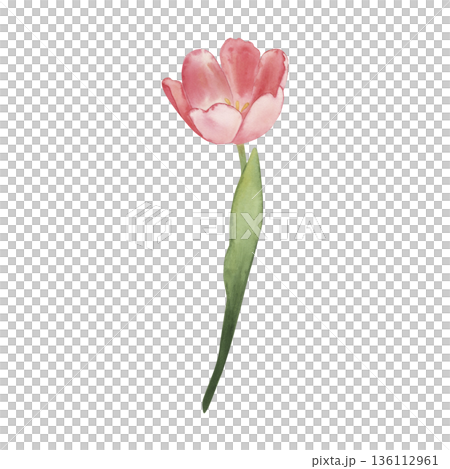 Botanical watercolor illustration with pink tulip flower with green stem, isolated on white. Drawn by hand with watercolor paints. Perfect for spring decor, wedding design, invitations, prints, cards 136112961