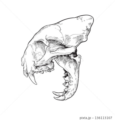 Cat skull illustration 136113107