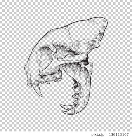 Cat skull illustration 136113107