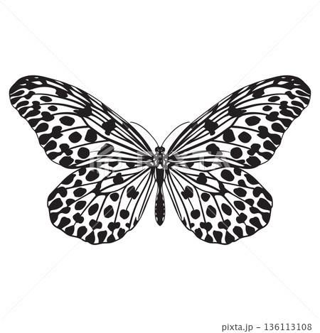 Butterfly Idea hypermnestra Butterfly Idea hypermnestra 136113108