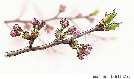 春を待つ桜のつぼみが並ぶ小枝 136113257