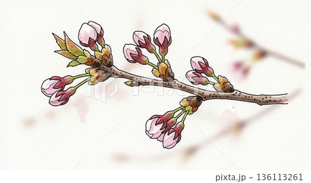 春を待つ桜のつぼみが並ぶ小枝 136113261