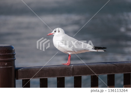 【隅田川とゆりかもめ】 136113264