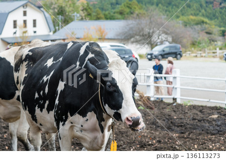 【放牧中の牛】 【放牧中の牛】 136113273
