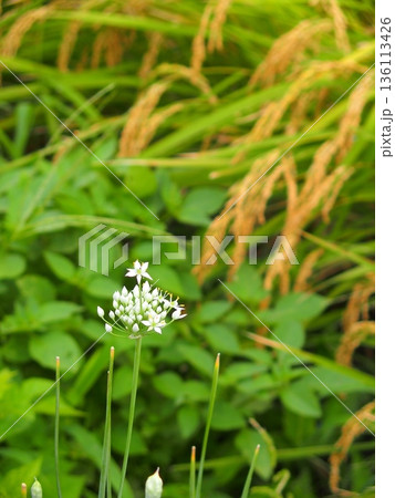 秋の畦に咲く開花前の韮の花と稲穂 秋の畦に咲く開花前の韮の花と稲穂 136113426