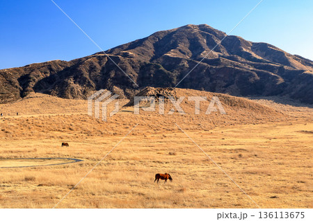 熊本県　阿蘇山草千里ヶ浜の風景 136113675