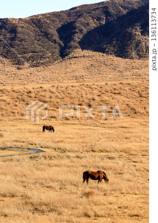 熊本県　阿蘇山草千里ヶ浜の風景 136113734