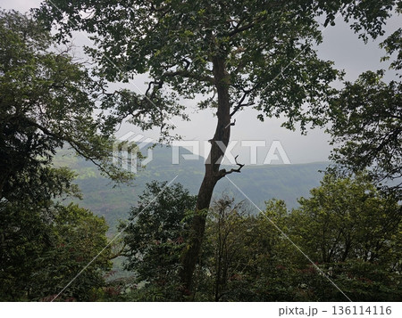 Tree-framed view of distant hills and valleys seen through dense forest, capturing the natural calm and elevation of Matheran hill station. 136114116