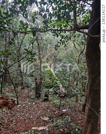Natural forest floor with tall trees and thick foliage in Matheran, highlighting untouched greenery and rich biodiversity. Natural forest floor with tall trees and thick foliage in Matheran, highlighting untouched greenery and rich biodiversity. 136114117